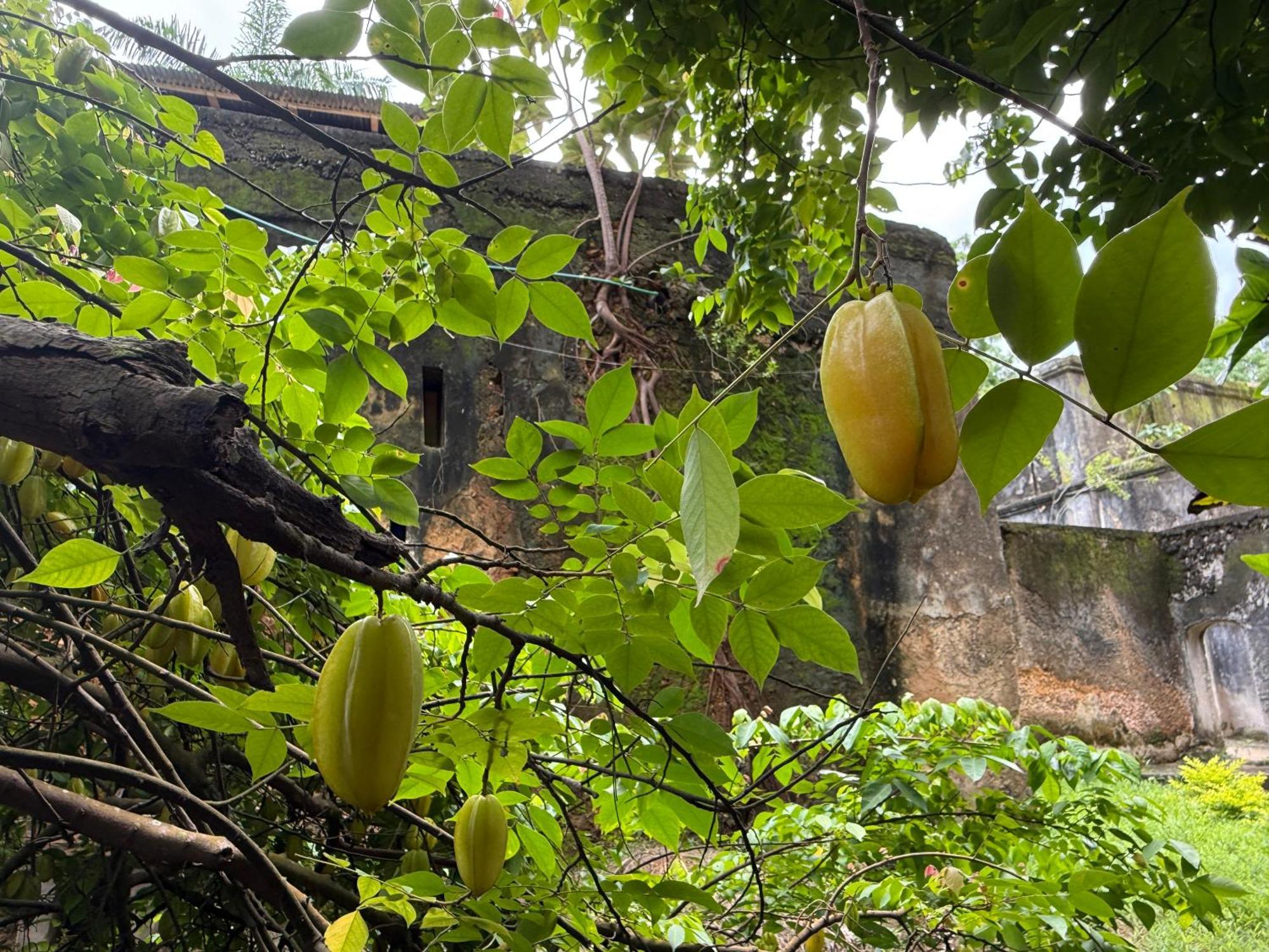 Jungle Paradise Beach Resort&Spa at Mbweni Ruins Hotel Sansibar Exterior foto