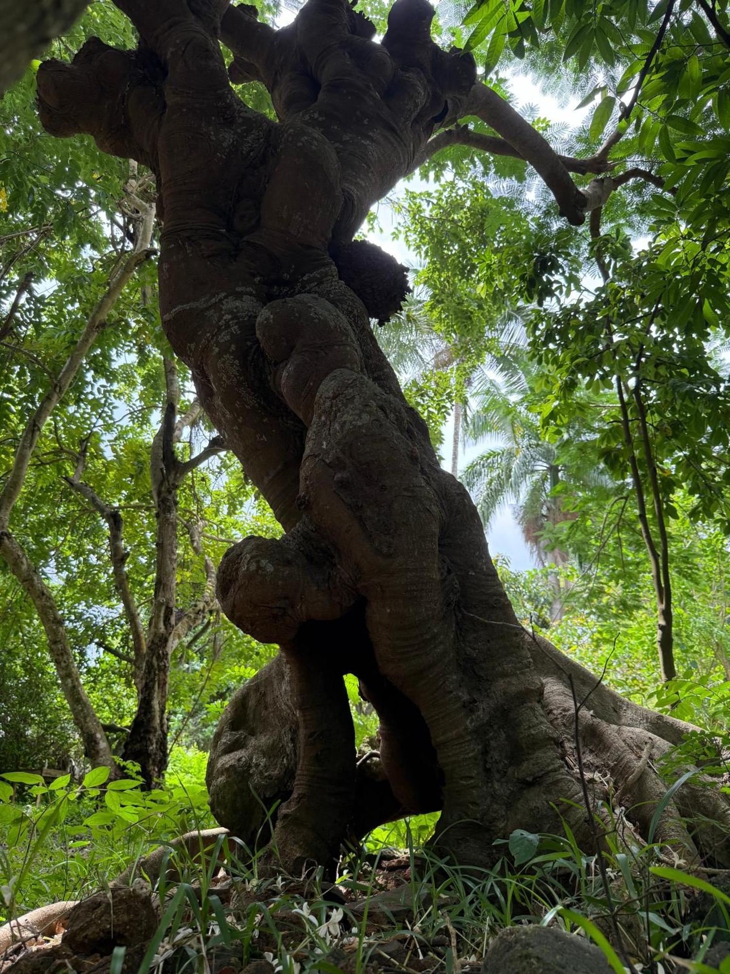 Jungle Paradise Beach Resort&Spa at Mbweni Ruins Hotel Sansibar Exterior foto